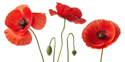 Obraz premium Vibrant poppy flowers showcase their stunning red petals and delicate green stems, creating captivating natural display