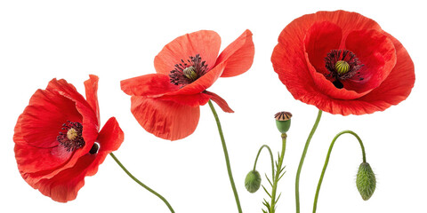Obraz premium Vibrant poppy flowers bloom in stunning red hues showcasing their delicate petals and intricate details. Their beauty captivates nature lovers