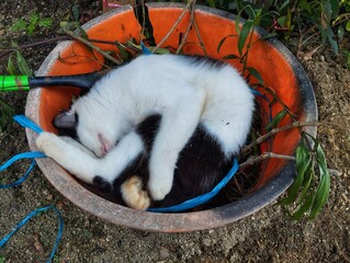 Cat sleeping in weird place