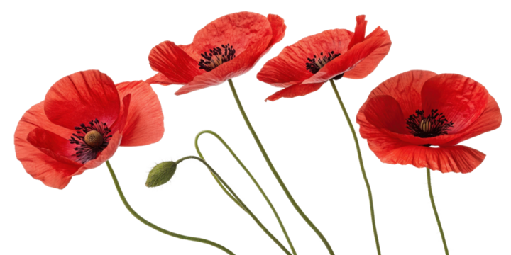 Vibrant poppy flowers bloom gracefully, showcasing their striking red petals and delicate green stems, creating captivating natural display