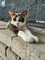 Cat lying on the floor 