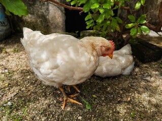 Free range chicken