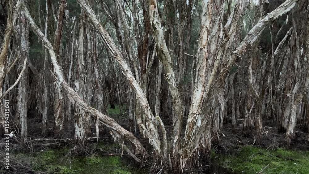 Aufkleber tall trees with twisting trunks create a mesmerizing view of nature during the early morning hours.