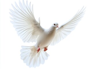 Fototapeta premium White dove in flight against a pure white background (1)
