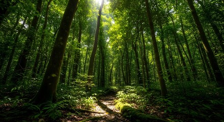 Obraz premium Lush Forest Path with Sunlight