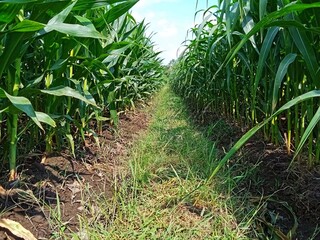 Corn plant in the plantation 