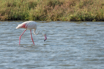 Stunning flamingos in their natural habitat at Delta del Ebro, Spain. Capturing graceful movements and vibrant colors of these iconic birds