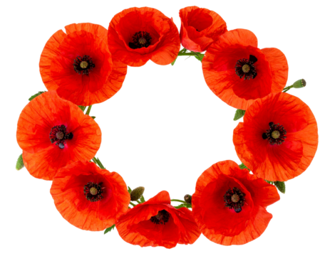 Red Poppies Wreath Style Floral Frame on Dark Transparent Background PNG