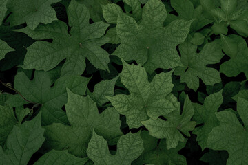 Dark green foliage layered in soft shadow, forming a moody, elegant backdrop&mdash;perfect for nature-inspired illustration, advertising, or ambient screen design.