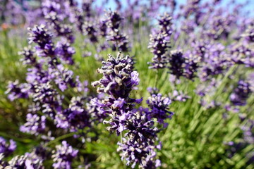 Lavender growing in a field in Sequim Washington the lavender capital of the world.