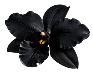  Side View of Black Orchid Bloom with Metallic Highlights Transparent Background PNG