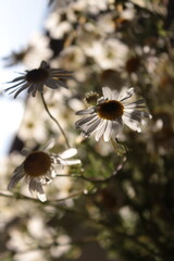 the daisies have bloomed