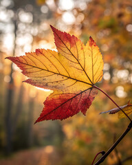 Obraz premium Vibrant autumn maple leaf in soft focus forest
