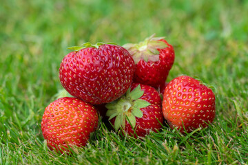 ripe strawberries lying on green grass, summer berry, strawberry harvest, beautiful summer picture