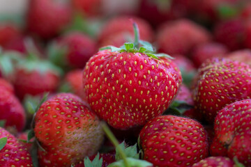 bunch of ripe strawberries lying on the table, a summer berry, a strawberry harvest, a beautiful summer picture