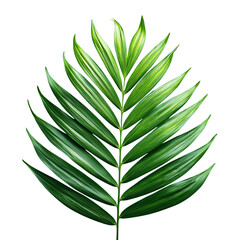 Palm Leaf Top View on Black Background With Clipping Path