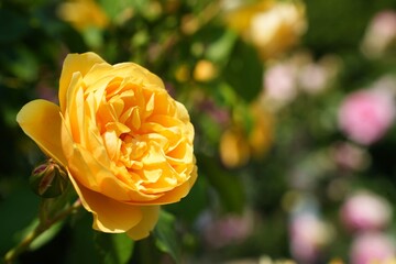 美しい黄色いバラの花