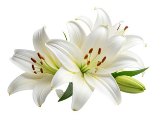 Obraz premium Single Elegant White Lily Flower in Bloom Isolated on Transparent Background PNG