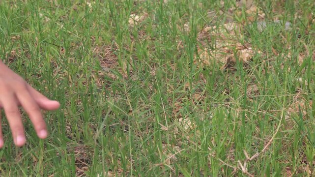 A close-up video of a human hand gently touching green grass in a natural outdoor setting. The soft motion evokes a sense of calm and connection with nature. Ideal for themes such as mindfulness, rela