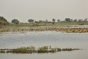 Lake view