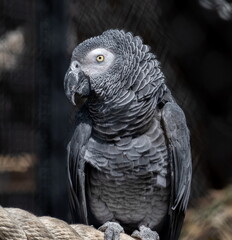 Grey parrot jacko