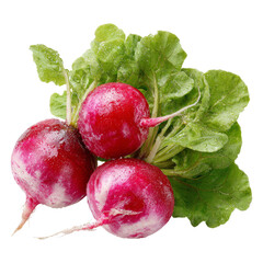Fresh Radishes with Green Leaves on Transparent Background