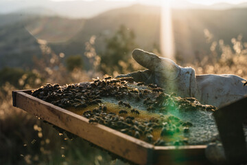 Beekeeper checking honeycomb frame at sunset in the countryside