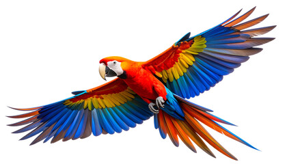 Fototapeta premium Vibrant colorful parrot in mid-flight, isolated on a transparent PNG background