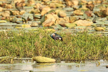 Swamphen
