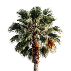 Close-up of a lush palm tree