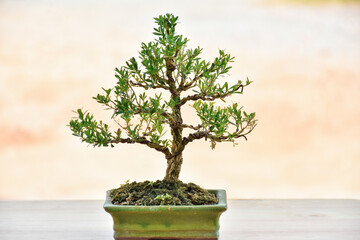 Bonsai Tree,Small Bonsai plant is a miniature art of nature expressed in a small pot and wonderful way to relax after a hard days work,mini bonsai plants is a popular hobby in Asia. Bonsai Tree Concep