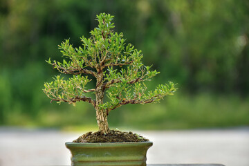 Bonsai Tree,Small Bonsai plant is a miniature art of nature expressed in a small pot and wonderful way to relax after a hard days work,mini bonsai plants is a popular hobby in Asia. Bonsai Tree Concep