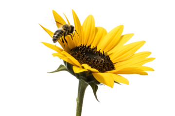 close up view of a bee pollinating a vibrant sunflower isolated on white background PNG, AI GENERATED