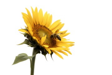 close up view of a bee pollinating a vibrant sunflower isolated on white background PNG, AI GENERATED
