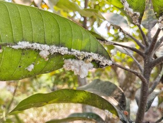 Mealybugs (Pseudococcidae) on mango leaves 