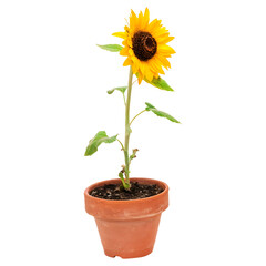 Realistic sunflower growing in a small clay pot isolated on transparent background