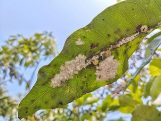 Mealybugs (Pseudococcidae) on mango leaves 