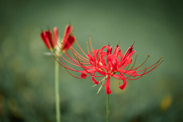 Cluster amaryllis blooming in a Japanese garden.