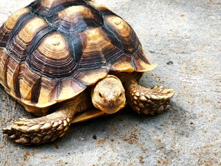 turtle on the rocks