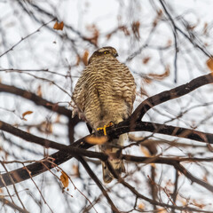 A Eurasian sparrowhawk perched on a branch of a tree outdoors.