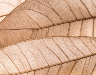 Obraz premium Dry Maple Leaves Resting on Earthy Surface in Autumn Light