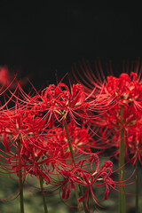 Red spider lily, Lycoris radiata (Higanbana in Japanese) floers garden in autumn