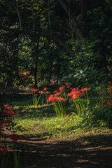 Red spider lily, Lycoris radiata (Higanbana in Japanese) floers garden in autumn