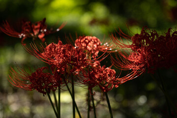 Red spider lily, Lycoris radiata (Higanbana in Japanese) floers garden in autumn