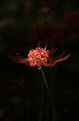 Red spider lily, Lycoris radiata (Higanbana in Japanese) floers garden in autumn