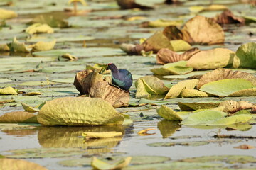 Swamphen