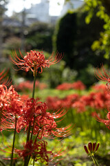 Red spider lily, Lycoris radiata (Higanbana in Japanese) floers garden in autumn