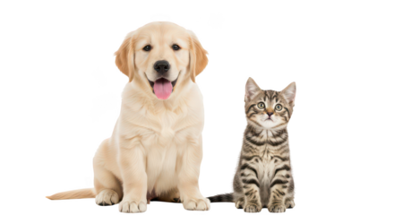 Golden Retriever Puppy And Kitten