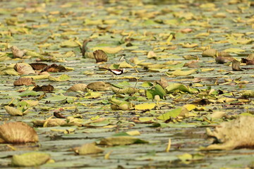 Pheasant Tailed Jacana