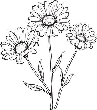 Daisy line art minimalist flower sketch invited delicate refined style